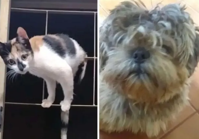 狗子美容回来，猫咪惊了：这谁？铲屎官指定是接错狗了！