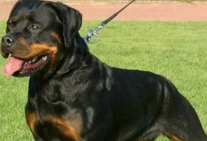 1.5万元罗威纳犬被偷走，小偷买猪肉喂它