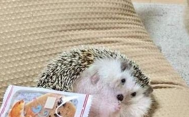 英国短毛猫用刺猬抓痒享受，萌态毕现网络爆红