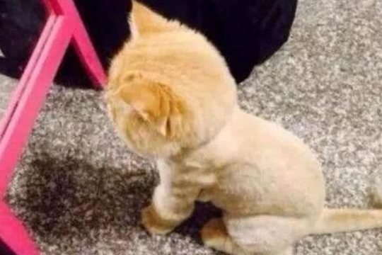 主人将猫咪带去剃毛，过了会接到店员电话：你家猫好像情绪不太对