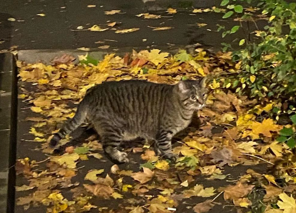 路遇一只巨大猫咪！