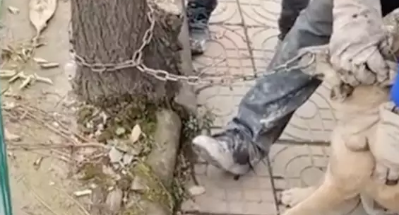 父亲要将家里的狗狗卖掉，儿子想去劝阻却被骂，站在原地眼泪直掉
