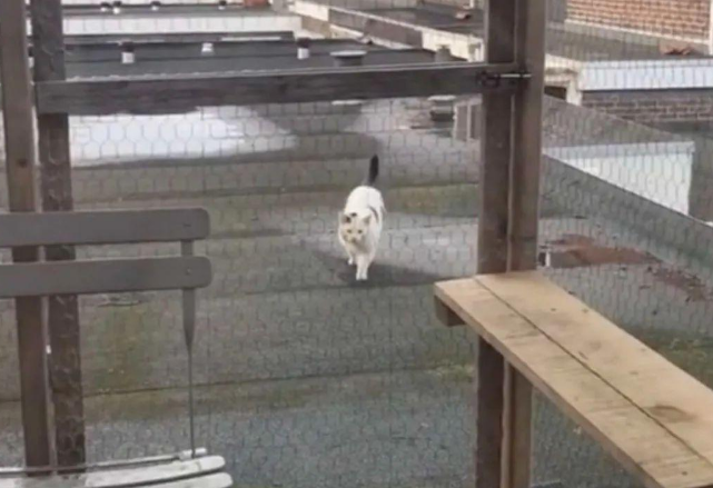 网友打造猫咪豪宅，只为赢得一只流浪猫的芳心，最后成功把它收编