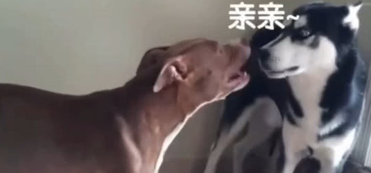 收养了只二哈，家里的比特犬天天追着二哈要亲亲，主人看了笑岔气