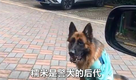 德牧智商要逆天，网红狗独自叫主人起床，网友喊话：赶紧送清华 