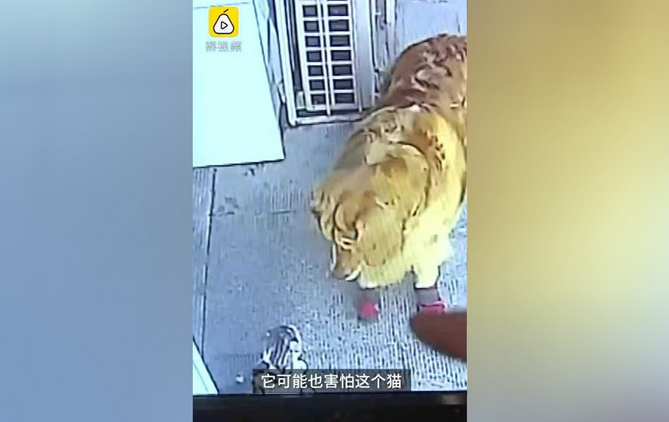 哈尔滨遛狗老人被高空坠猫砸晕，金毛直接拦下“肇事”猫