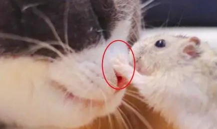 猫凶狠的出现在小仓鼠面前，仓鼠鼓起勇气摸摸胖猫
