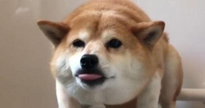 网友教柴犬学游泳，却因方式独特而走红，萌化主人的心