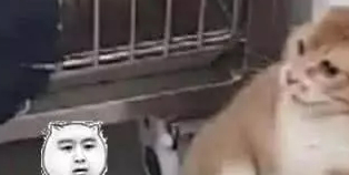 铲屎官带橘猫去做绝育，就连医生都无能为力，太逗了！