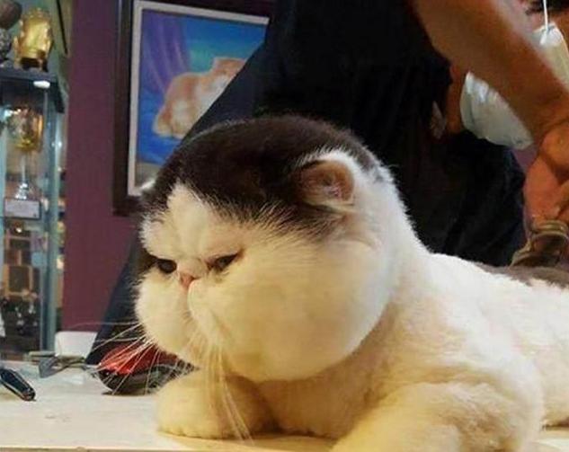猫咪被主人带到宠物店剃毛，完事后胖成猪，眼神里还写满了愤怒！