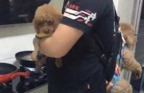 男子实力宠爱狗狗，引得邻居纷纷侧目，网友看了争议不断 