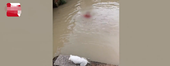 浙江一女子假装溺水，狗狗急得直叫跳水欲救主人，一波反应心疼了