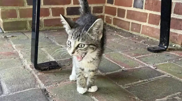 奶猫在公交车站呼救，路人果断施救