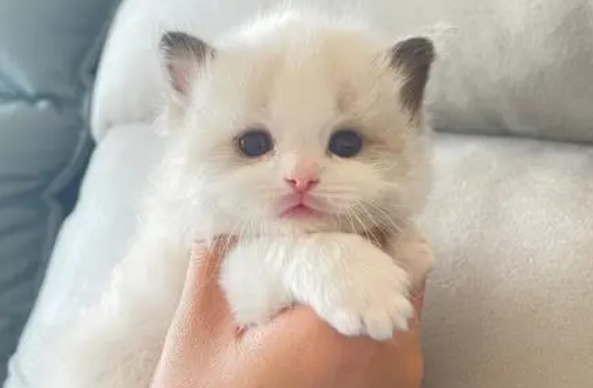小奶猫练就好身材，拥有四块腹肌，众人表示快被萌化了！ 