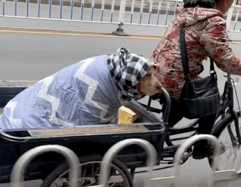 阿姨骑三轮车带狗狗出门，把它包裹成像个狼外婆！狗：奶奶觉得我冷！ 