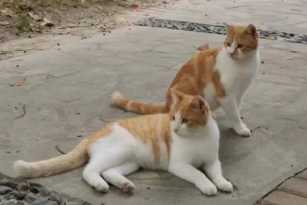 在小区生活的流浪猫，被老人吊在树上残忍剥皮，物业却说是被狗要死的？ 