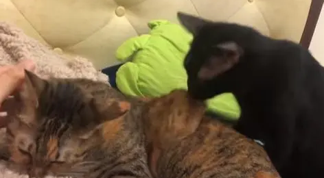 三花猫享受主人的抚摸，黑猫偷偷咬三花猫，被三花猫“死亡凝视”