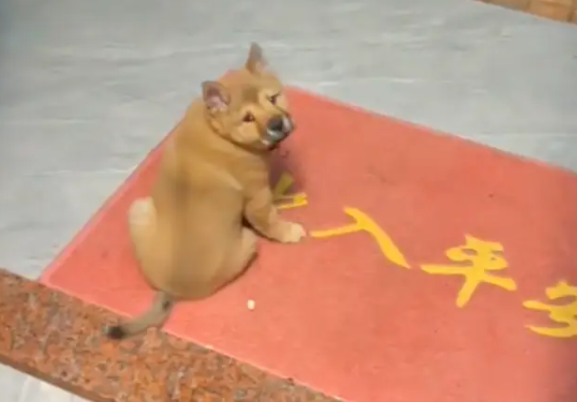 70多天的田园犬，就学会守在门口看家护院了，忠诚是刻在骨子里的 