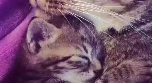 出来混是要还的，猫主子散步捡到小奶猫，网友：年轻欠的风流债啊 