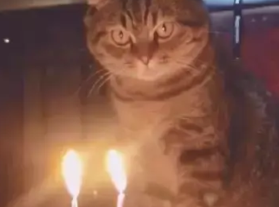 铲屎官给猫咪过生日，它看着蜡烛发愣：不会是要吃烤猫肉吧