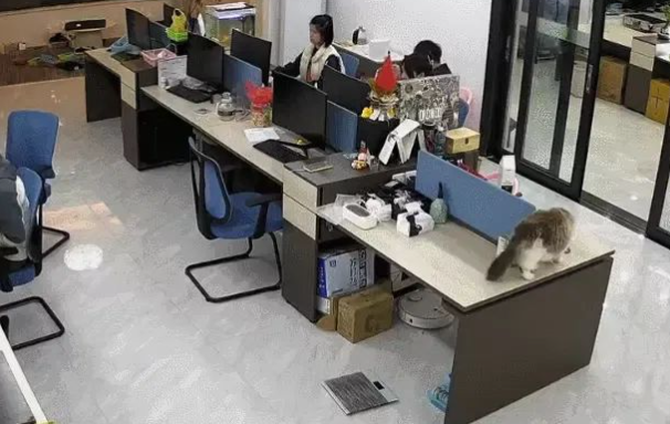 布偶猫手欠摔坏12万翡翠镯子，被主人连夜送走：说好的招财猫呢？