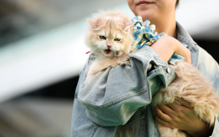 深圳率先实施内地宠物猫狗赴港检疫新规 隔离检疫期从120天减至30天