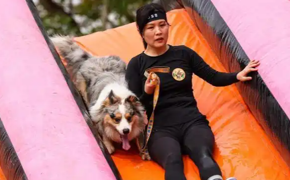 狗巴迪勇士赛深圳开锣，超300组人犬勇士参赛
