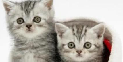 铲屎官带橘猫去做绝育，就连医生都无能为力，太逗了！