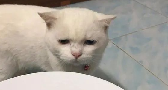 铲屎官每天用美食诱惑猫咪，猫咪：我要掀桌了