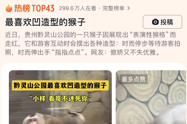 猴界时尚先锋，快来了解一下