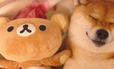 明明养的是柴犬，却有着猫咪的性格，宠主：怕是养了只假狗！