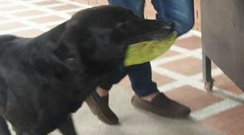 觉得自己吃不饱，聪明狗狗去小卖部自己买饼干吃