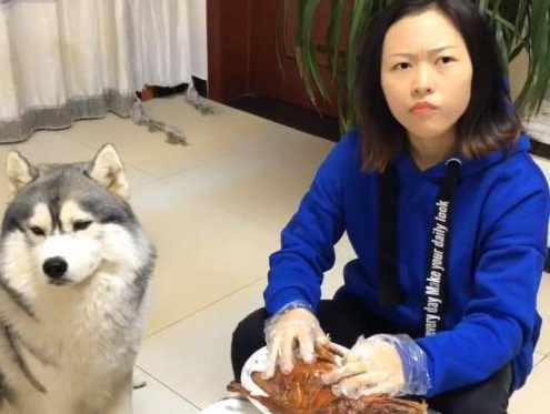 二哈缠着主人要烤鸭，一听到主人说吃狗肉，态度立马发生改变 