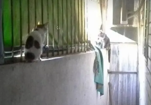 猫咪自己开窗进屋讨食，还带小伙伴来蹭饭，都把自己当主人了