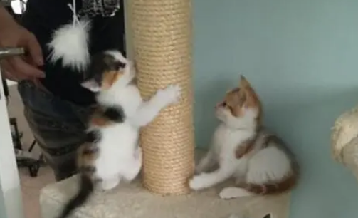 猫妈为了小猫每天往返城市和乡村，身体累垮，小伙心疼带回家收养