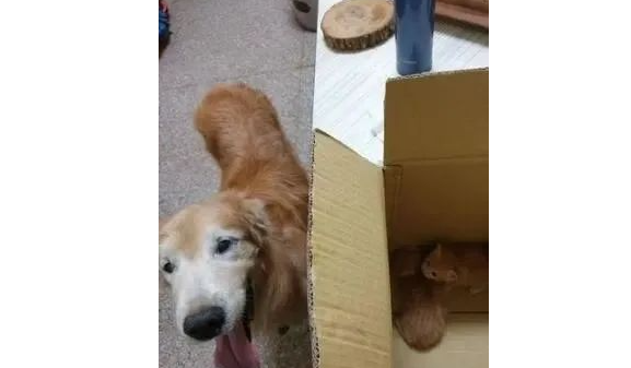黄金猎犬在路上捕获2只小橘猫，网友：狗界暖男当之无愧！