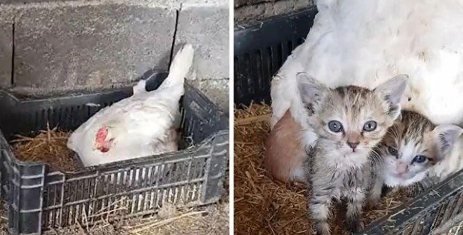  主人听到鸡舍有猫叫就去查看，发现原来是老母鸡收养了三只小奶猫