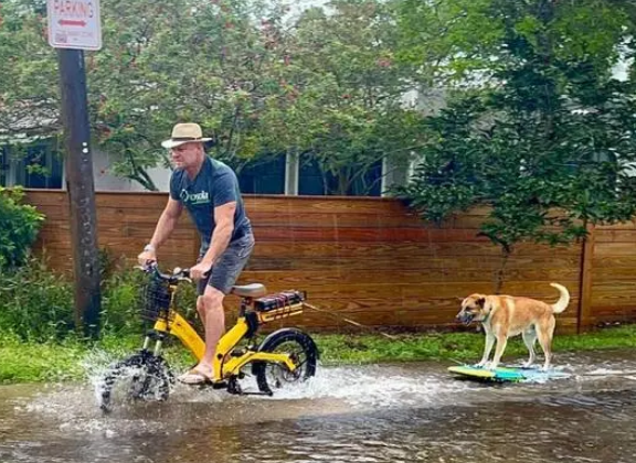 暴雨淹没街道，正发愁怎么出门时……看到一只狗在冲浪？