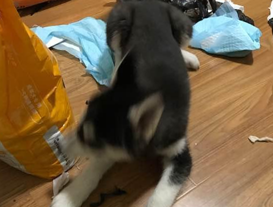 留哈士奇独自在家两小时，人与狗之间的信任就不见了