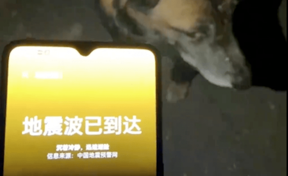 地震来临之前，狗狗带着主人先逃了出去，一脸的自豪啊