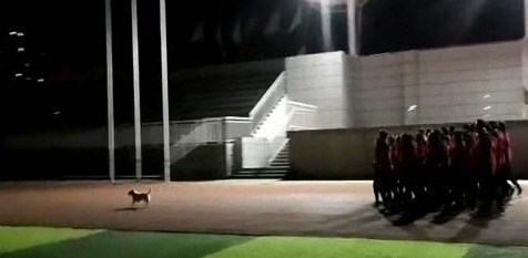 流浪狗听到广播就来学校，领学生跑步，3年从未间断