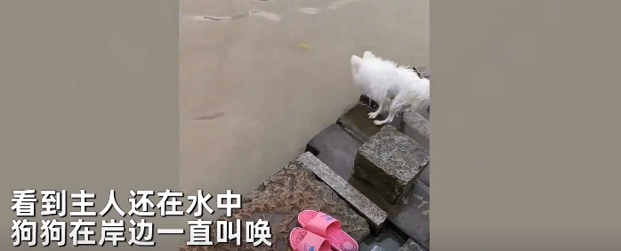 浙江一女子假装溺水，狗狗急得直叫跳水欲救主人，一波反应心疼了