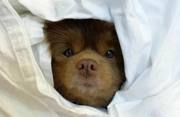 博美犬因体型过大被丢弃，被领养后竟可爱的像只小熊！