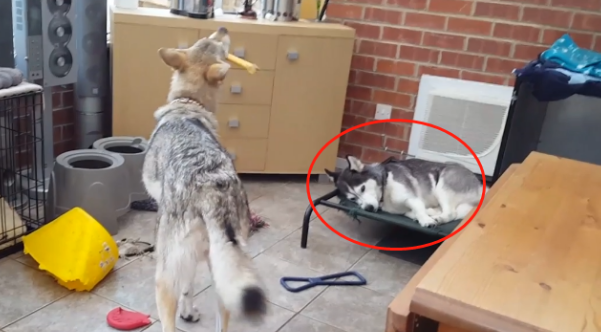 狼犬拆家想让二哈“背锅”，二哈很失落
