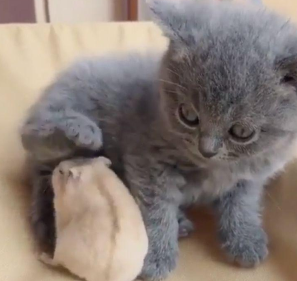 呆萌小猫被仓鼠当做妈妈，找奶喝，猫：我还只是个孩子啊