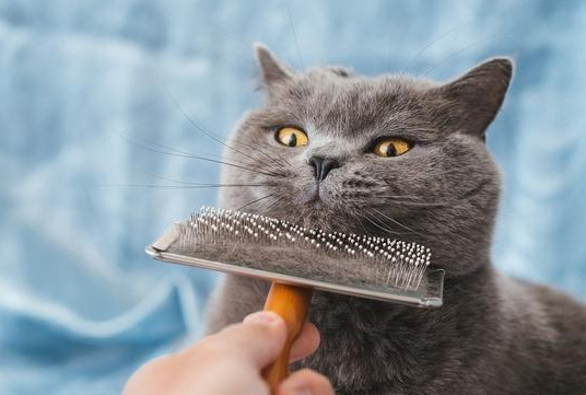 主人将猫咪带去剃毛，过了会接到店员电话：你家猫好像情绪不太对