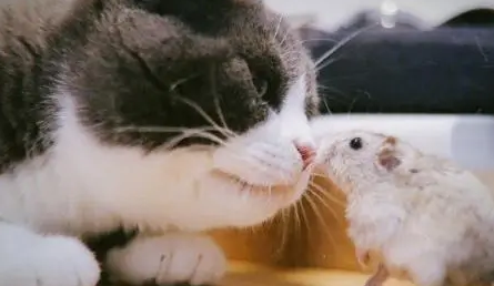 猫凶狠的出现在小仓鼠面前，仓鼠鼓起勇气摸摸胖猫