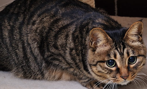 出来混是要还的，猫主子散步捡到小奶猫，网友：年轻欠的风流债啊 