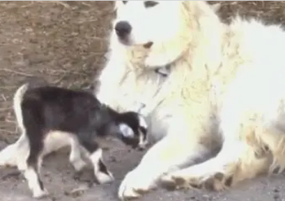这条牧羊犬放了一辈子羊，老了放不动了，只能带带小羊羔了！