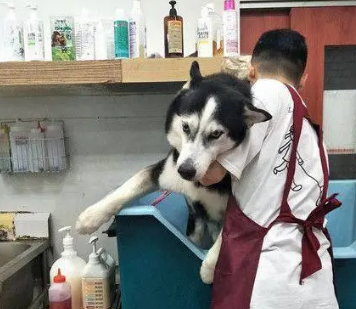 主人骗哈士奇出去玩，结果发现是去洗澡，崩溃了